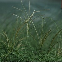 MISCANTHUS Yakusimanum MISCANTHUS Yakusimanum