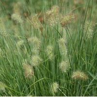 PENNISETUM Little honey PENNISETUM Little honey