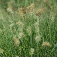 PENNISETUM Little honey 