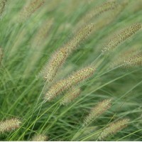 PENNISETUM Hamelin PENNISETUM Hamelin