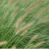 PENNISETUM Hamelin