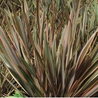 PHORMIUM Raimbow queen