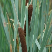 PHRAGMITE PHRAGMITE