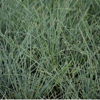 FESTUCA Glauca FESTUCA Glauca