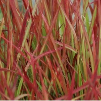 IMPERATA Red baron IMPERATA Red baron