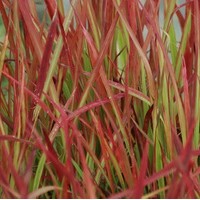 IMPERATA Red baron