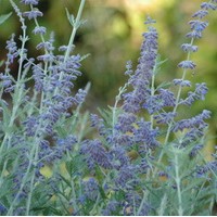 PEROVSKIA atriplicifolia Blue Spire PEROVSKIA atriplicifolia Blue Spire