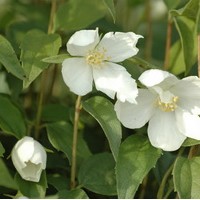 PHILADELPHUS Silberregen PHILADELPHUS Silberregen