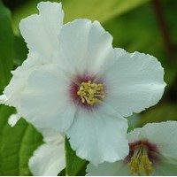 PHILADELPHUS belle étoile PHILADELPHUS belle étoile