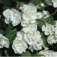 PHILADELPHUS virginalis virginal PHILADELPHUS virginalis virginal