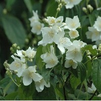 PHILADELPHUS coronarius PHILADELPHUS coronarius