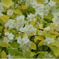 PHILADELPHUS coronarius aureus PHILADELPHUS coronarius aureus