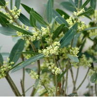Phillyrea angustifolia Phillyrea angustifolia