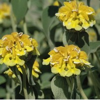 PHLOMIS fructicosa PHLOMIS fructicosa