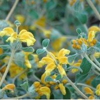 PHLOMIS lanata PHLOMIS lanata