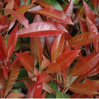 PHOTINIA red robin PHOTINIA red robin