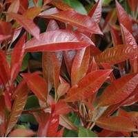 PHOTINIA red robin