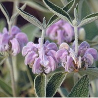 PHLOMIS purpurea PHLOMIS purpurea