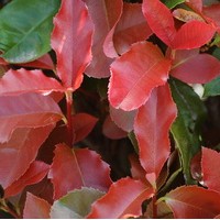 PHOTINIA red select