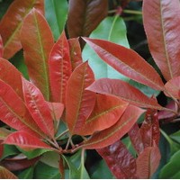 PHOTINIA robusta compacta PHOTINIA robusta compacta