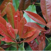 PHOTINIA robusta compacta