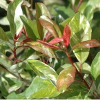 PHOTINIA davidiana palette