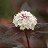 PHYSOCARPUS diable d PHYSOCARPUS diable d