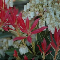 PIERIS formosa forest flame PIERIS formosa forest flame