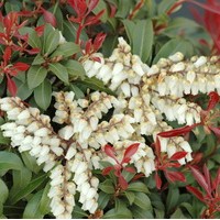 PIERIS japonica mountain fire PIERIS japonica mountain fire
