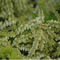 PIERIS Bolero PIERIS Bolero