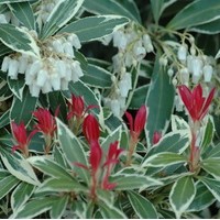 PIERIS japonica flaming silver PIERIS japonica flaming silver