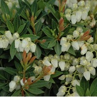 PIERIS Gavotte PIERIS Gavotte