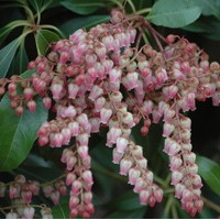 PIERIS japonica valley rose PIERIS japonica valley rose