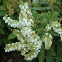 PIERIS japonica sarabande PIERIS japonica sarabande
