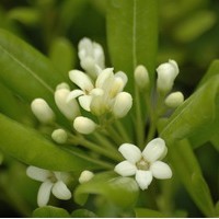 PITTOSPORUM tobira PITTOSPORUM tobira