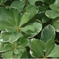 PITTOSPORUM tobira variegata PITTOSPORUM tobira variegata