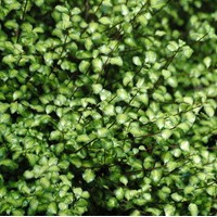 PITTOSPORUM tenuifolium donovan gold PITTOSPORUM tenuifolium donovan gold