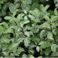 PITTOSPORUM tenuifolium Irene Patterson PITTOSPORUM tenuifolium Irene Patterson