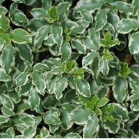 PITTOSPORUM tenuifolium variegata PITTOSPORUM tenuifolium variegata