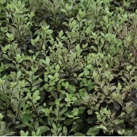 PITTOSPORUM tenuifolium tom thumb PITTOSPORUM tenuifolium tom thumb