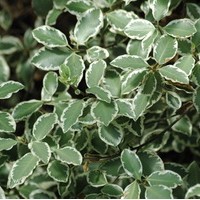 PITTOSPORUM garnetti PITTOSPORUM garnetti