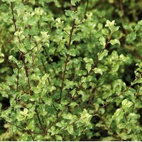PITTOSPORUM tenuifolium french lace PITTOSPORUM tenuifolium french lace