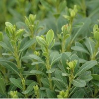PITTOSPORUM tobira nana PITTOSPORUM tobira nana