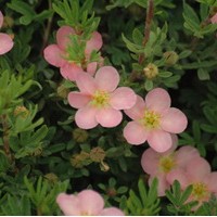 POTENTILLA fructicosa Roséa POTENTILLA fructicosa Roséa