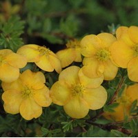 POTENTILLA fructicosa Tangerine