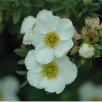 POTENTILLA fructicosa tilford cream POTENTILLA fructicosa tilford cream