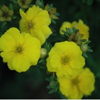 POTENTILLA fructicosa Yellow bird POTENTILLA fructicosa Yellow bird