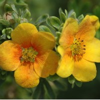 POTENTILLA fructicosa hopley orange POTENTILLA fructicosa hopley orange