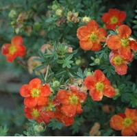 POTENTILLE fructicosa red favorite POTENTILLE fructicosa red favorite