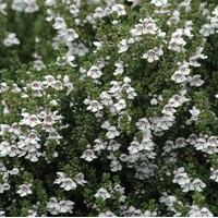 PROSTENTHERA cuneata PROSTENTHERA cuneata